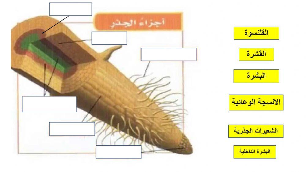 ورقة عمل عن تركيب الجذر 1