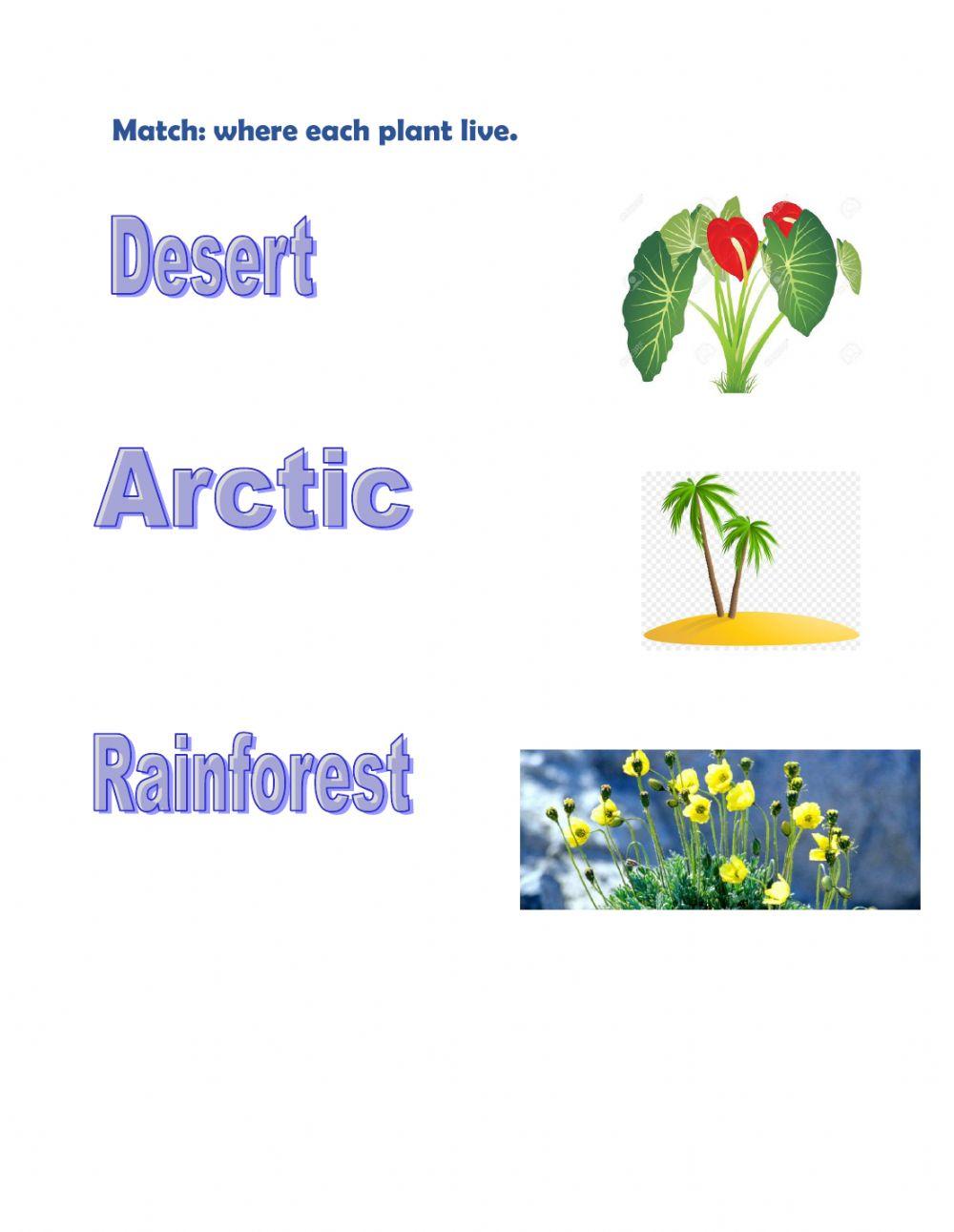 Desert rainforest arctic plant
