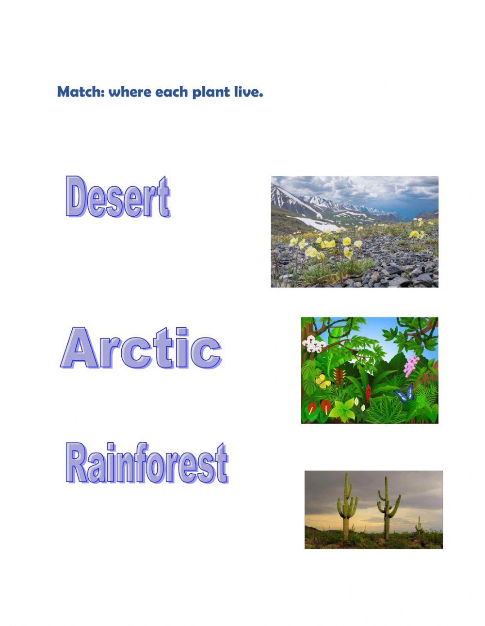 Desert rainforest arctic plant