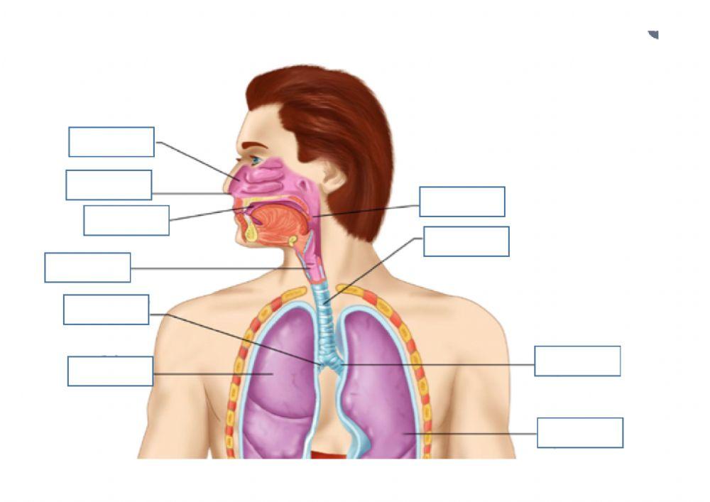 Partes del aparato respiratorio