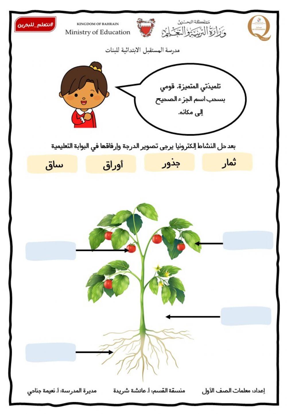 أجزاء النبات