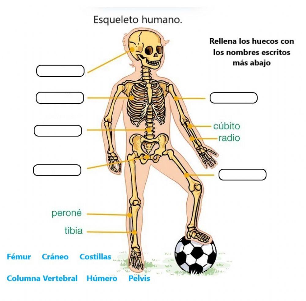 Esqueleto humano