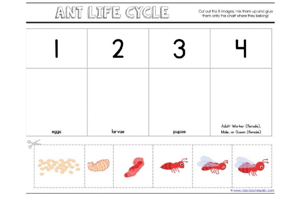 Ants activity | Live Worksheets
