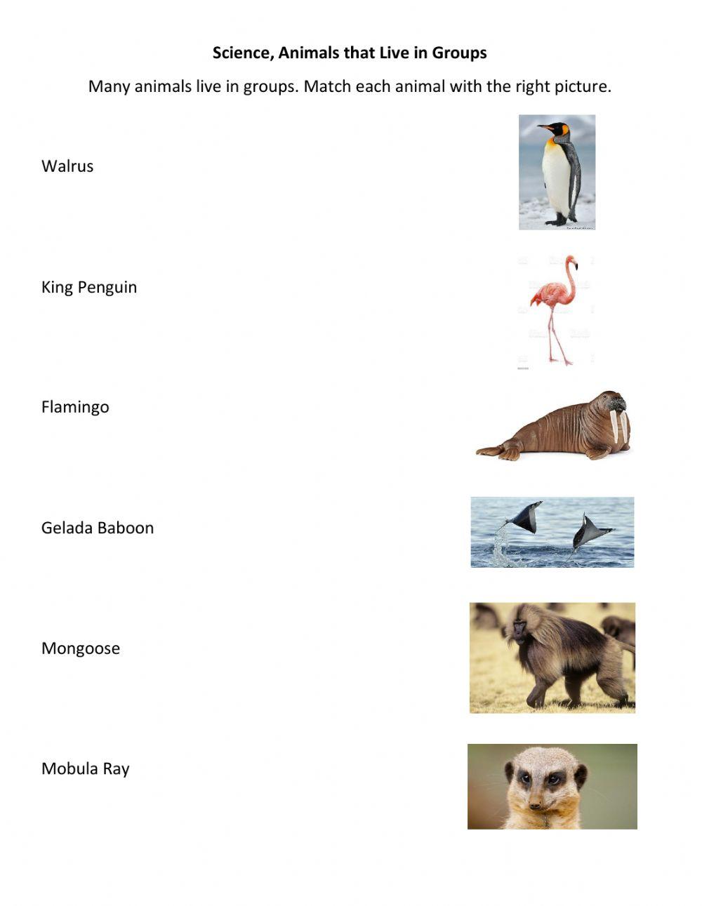 Animal Groups 1