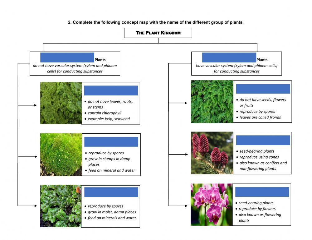 Classifying Plants
