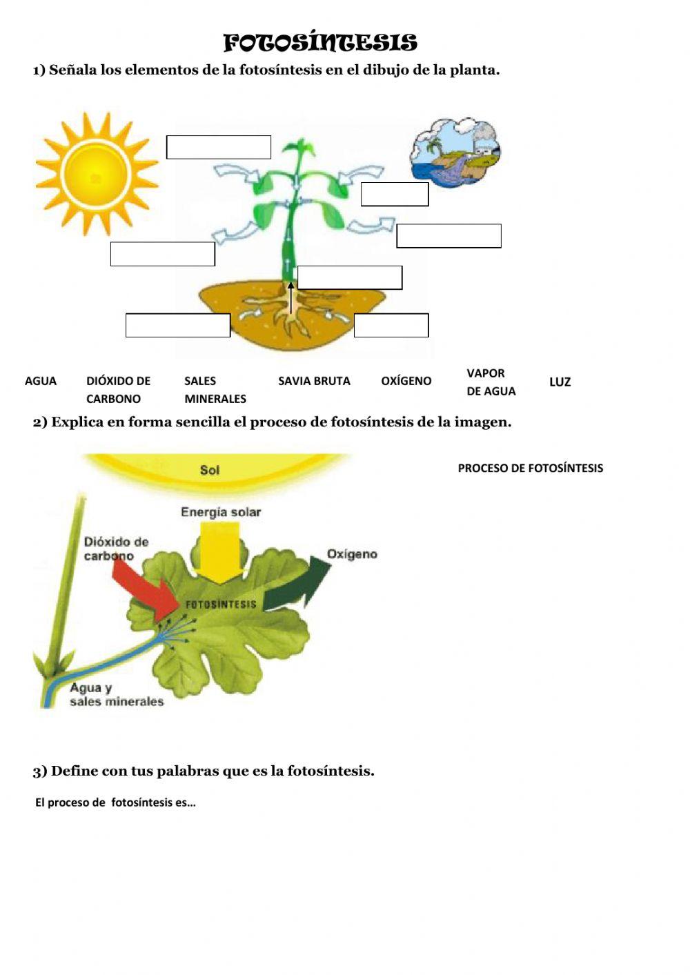 Evaluación fotosíntesis