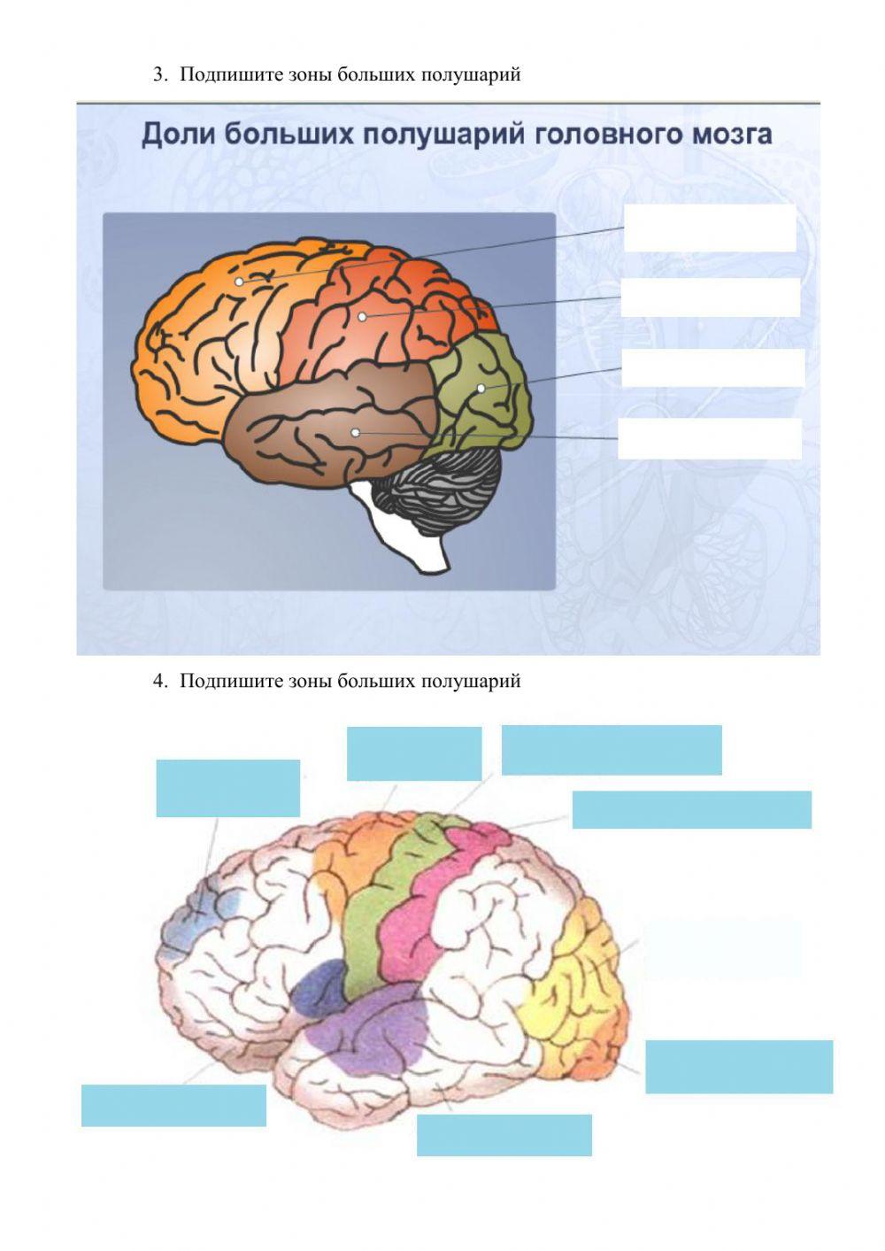 Головной мозг