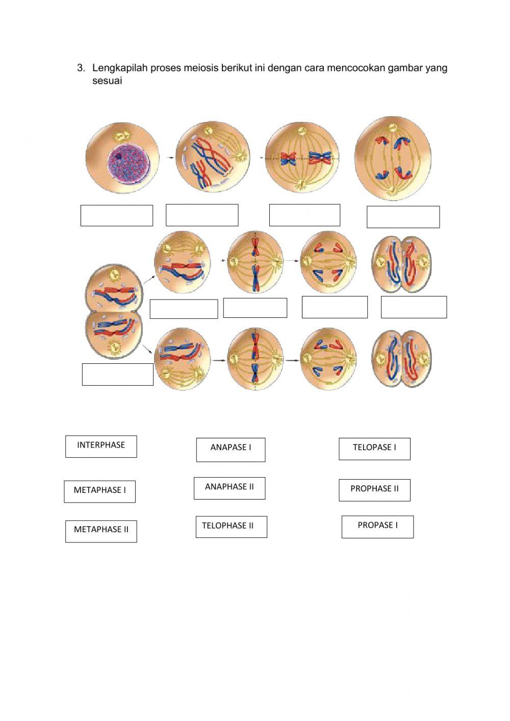 Latihan pembelahan sel