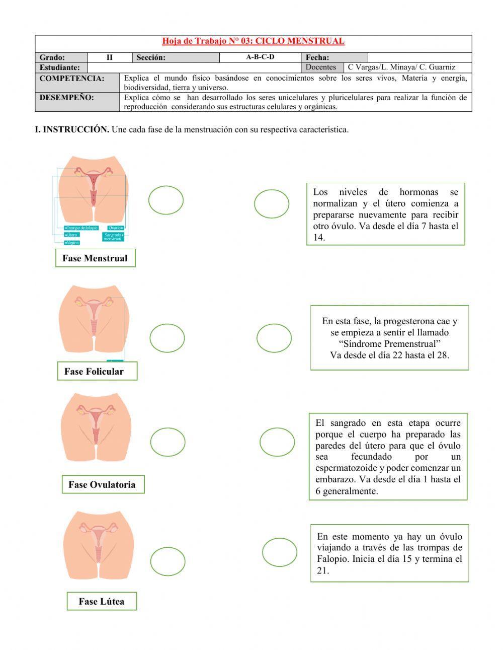 Fases de la menstruación