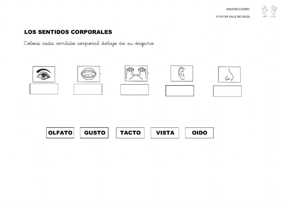 1º EP Repaso del cuerpo