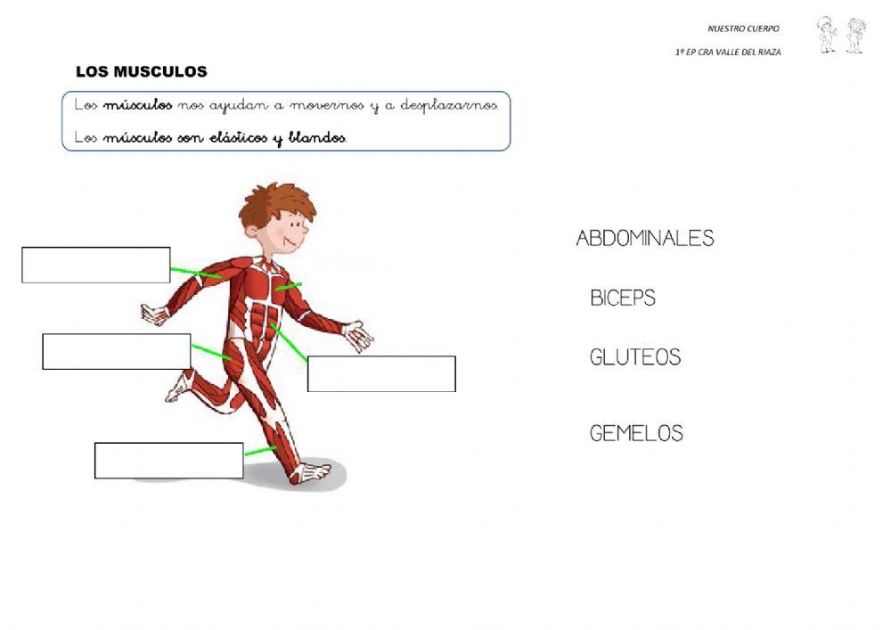 1º EP Repaso del cuerpo