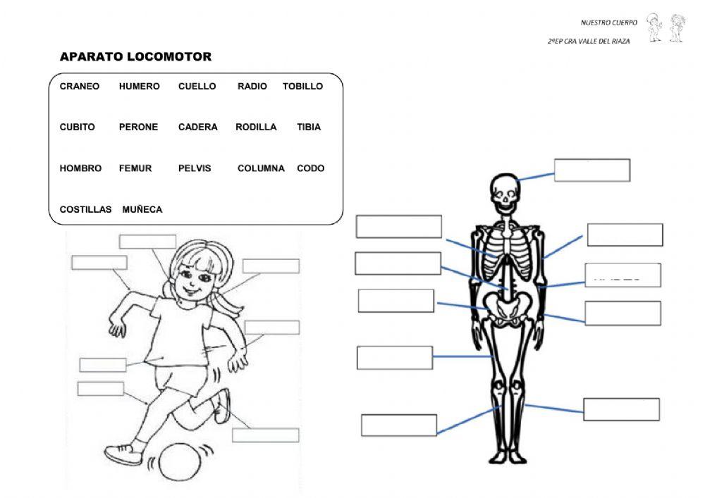 2º Repaso El Cuerpo