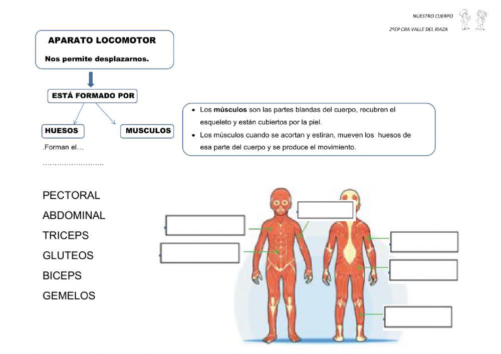 2º Repaso El Cuerpo