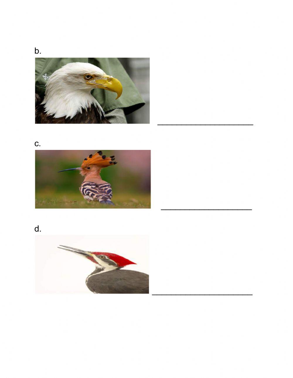 BirdsBeaks and Claws worksheet Live Worksheets