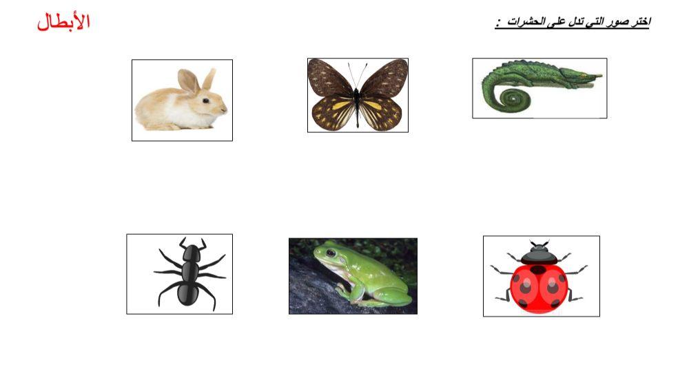 اختر الحشرات