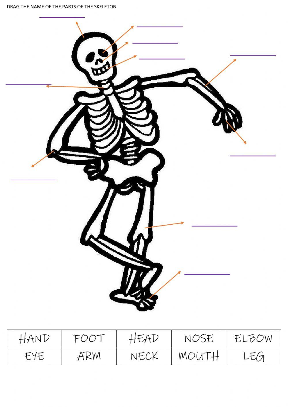 Skeleton - Body Parts