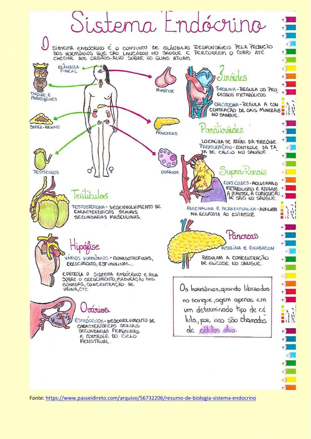 Sistema endócrino