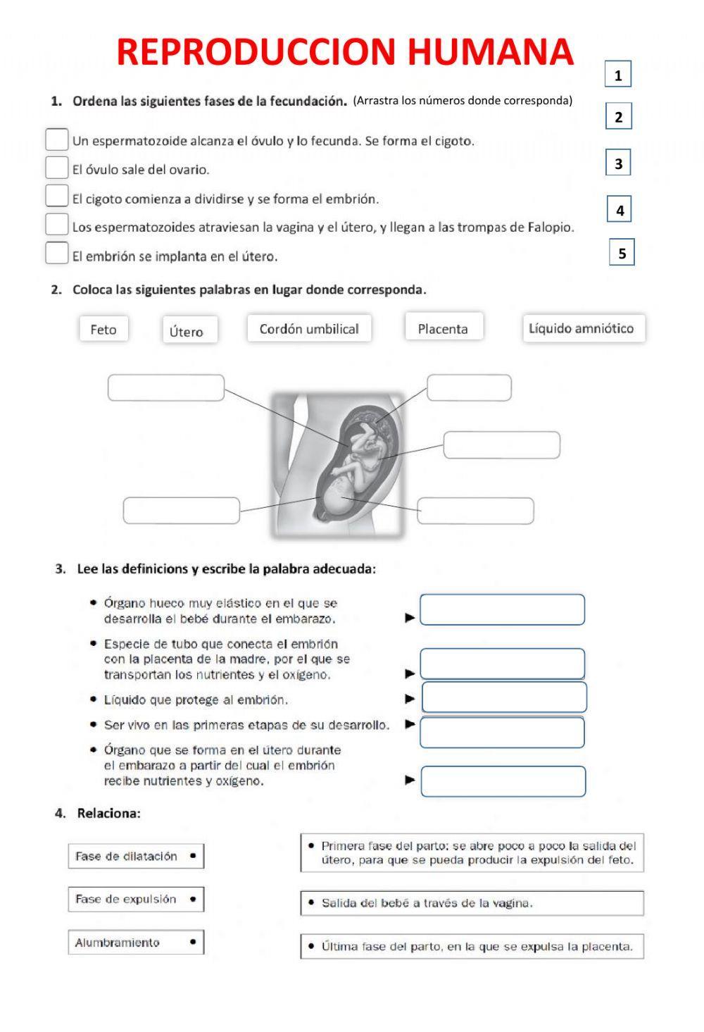 Reproducción Huamana