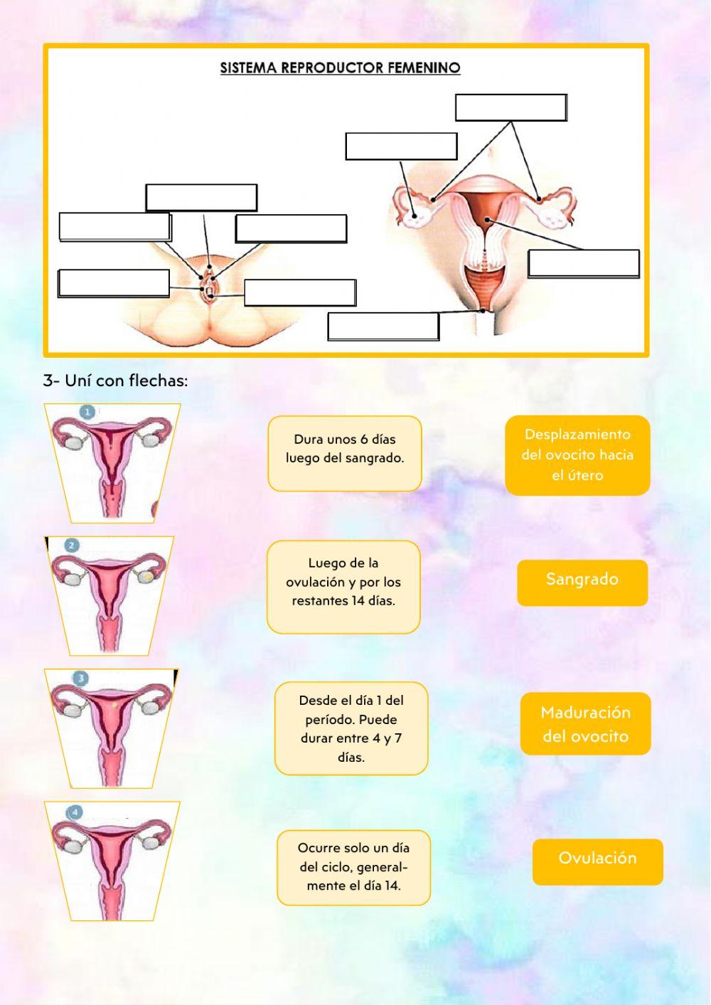 La reproducción en seres humanos