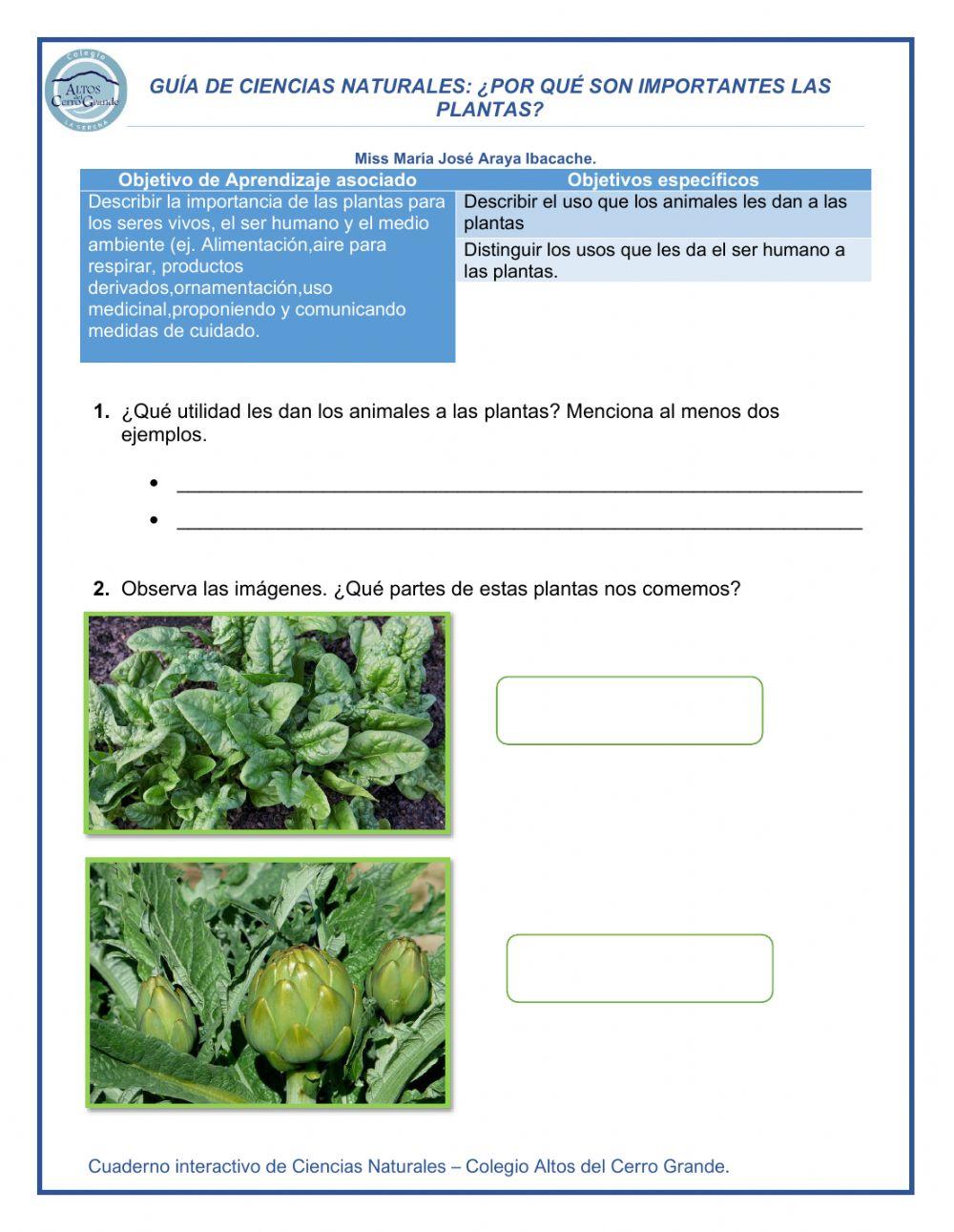 ¿Por qué son importantes las plantas?