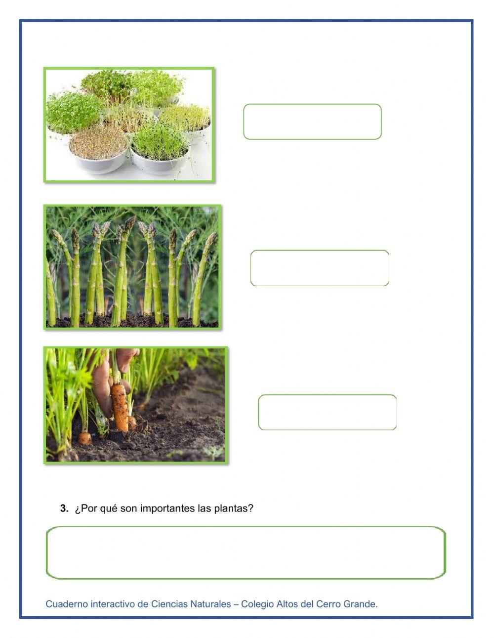 ¿Por qué son importantes las plantas?