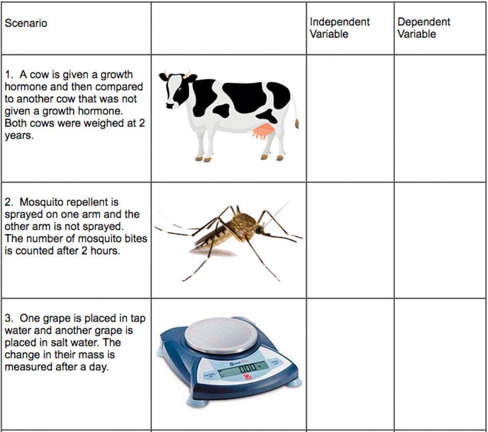 Independent Variable vs Dependent