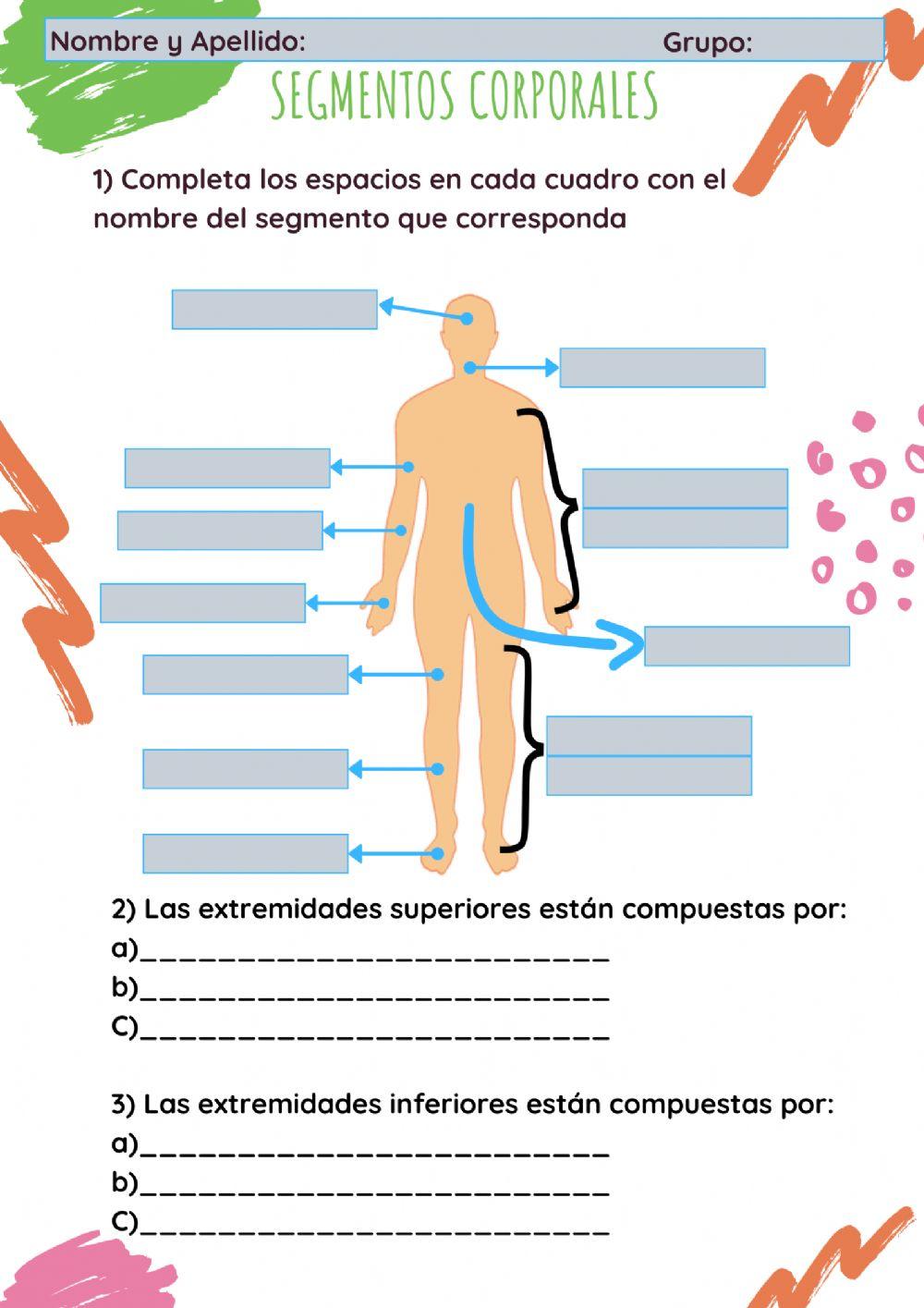 Segmentos corporales