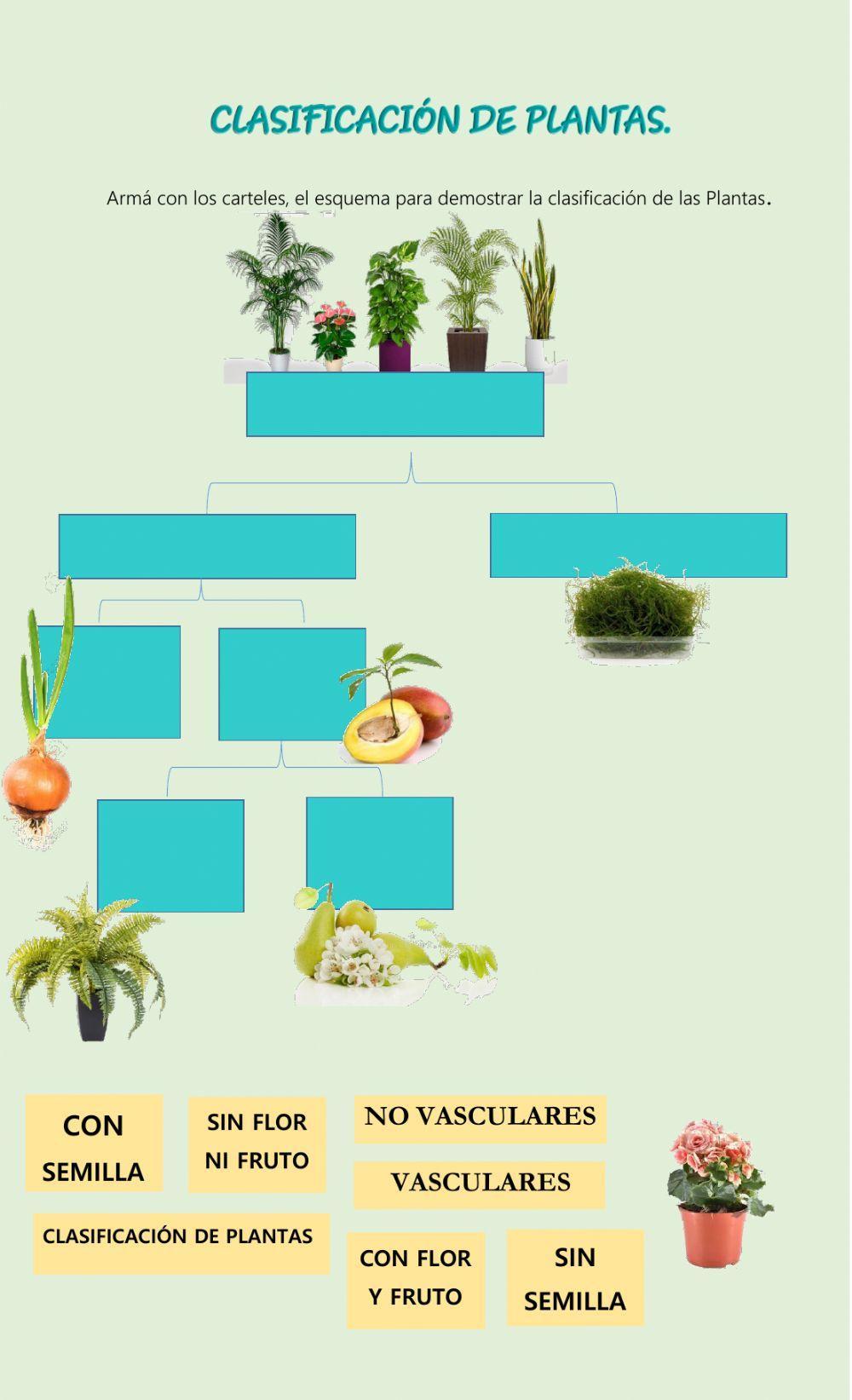 Clasificación de plantas