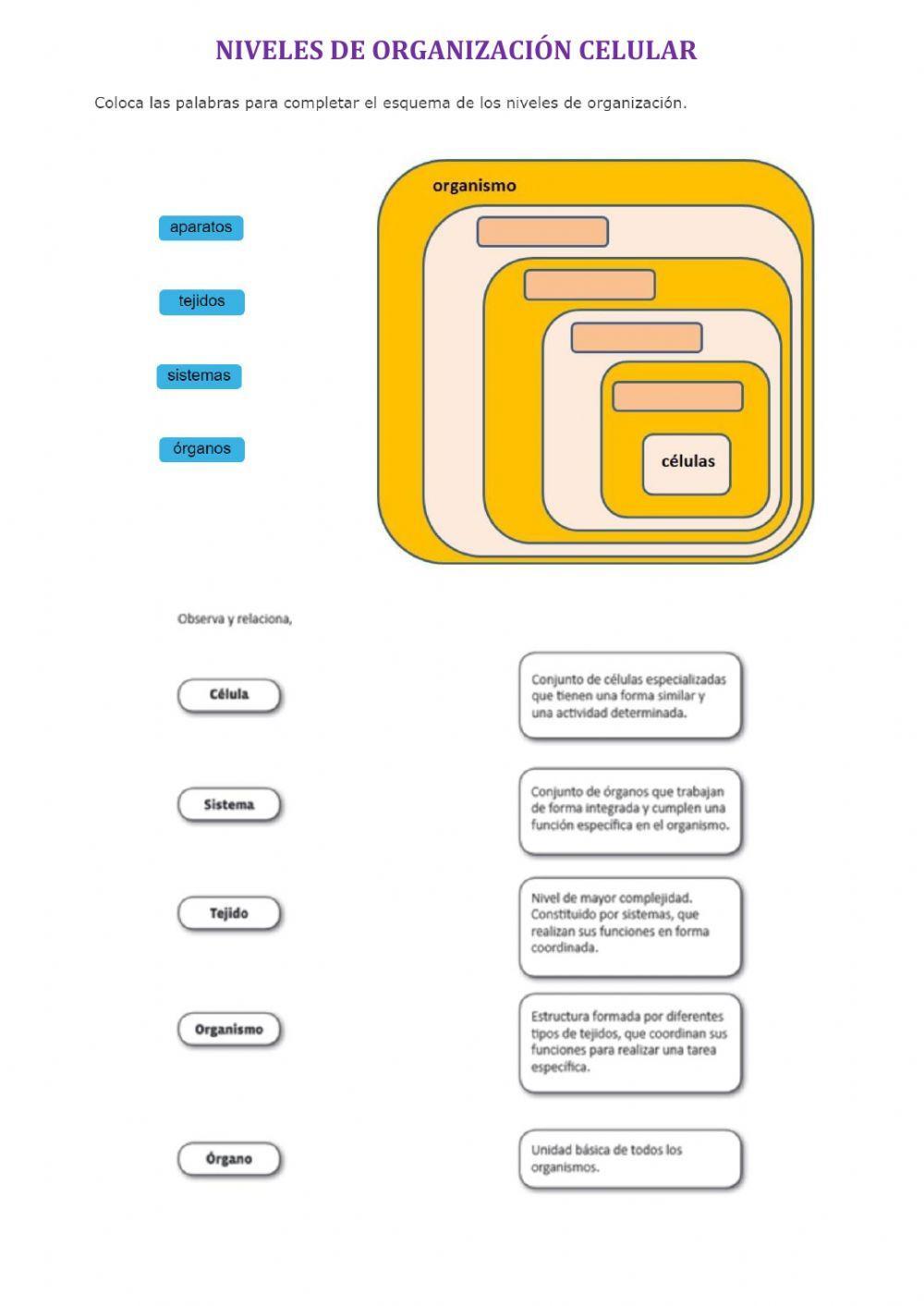 Niveles de organización celular