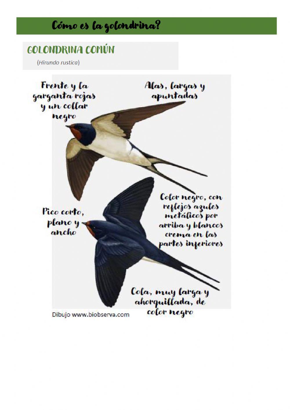 La golondrina texto adaptado