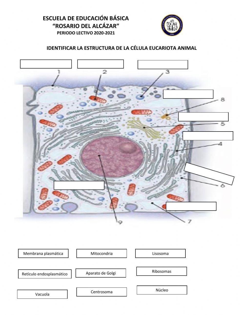 Estructura de la célula