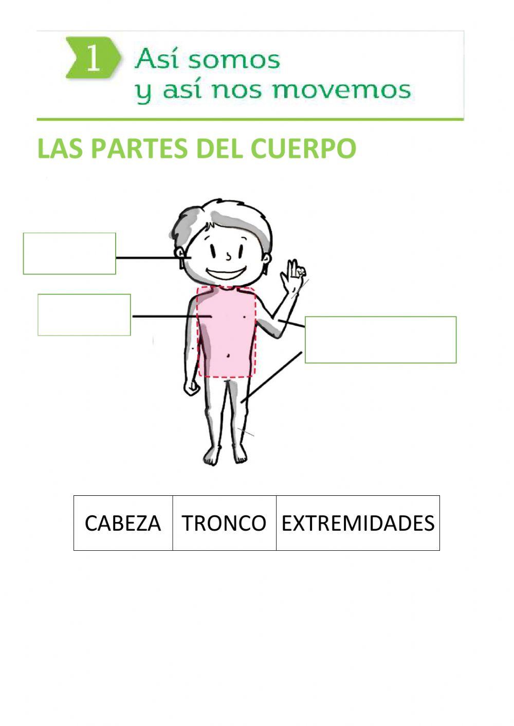 Partes del cuerpo