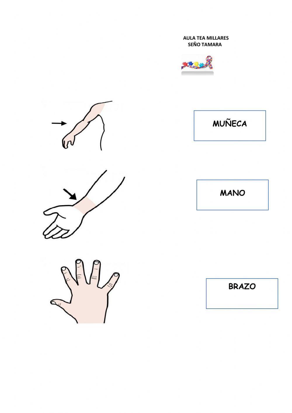 LECTURA GLOBAL CUERPO