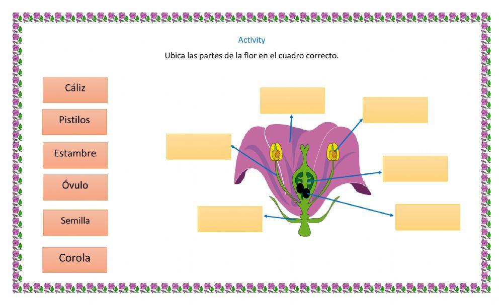 Las partes de la flor.