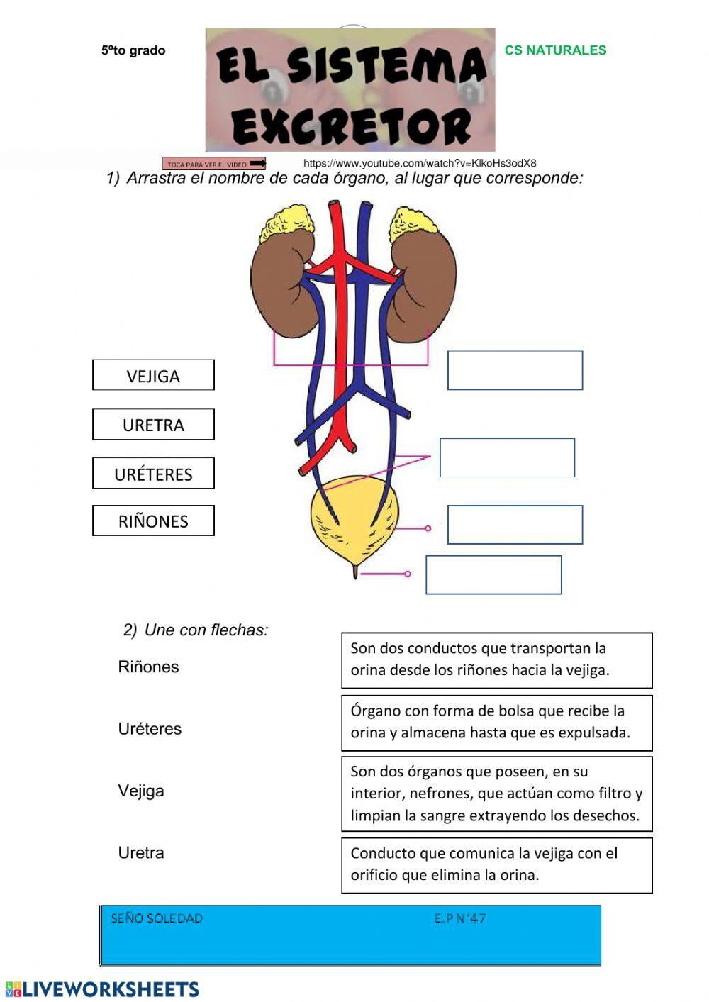 Sistema circulatorio 5° A y B - seño Soledad- EP 47