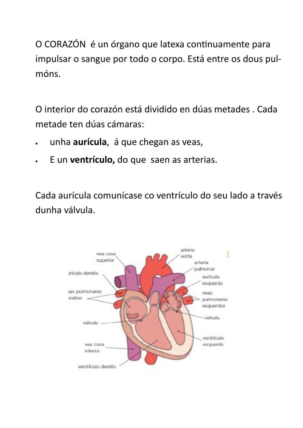 Resumo Aparello Circulatorio