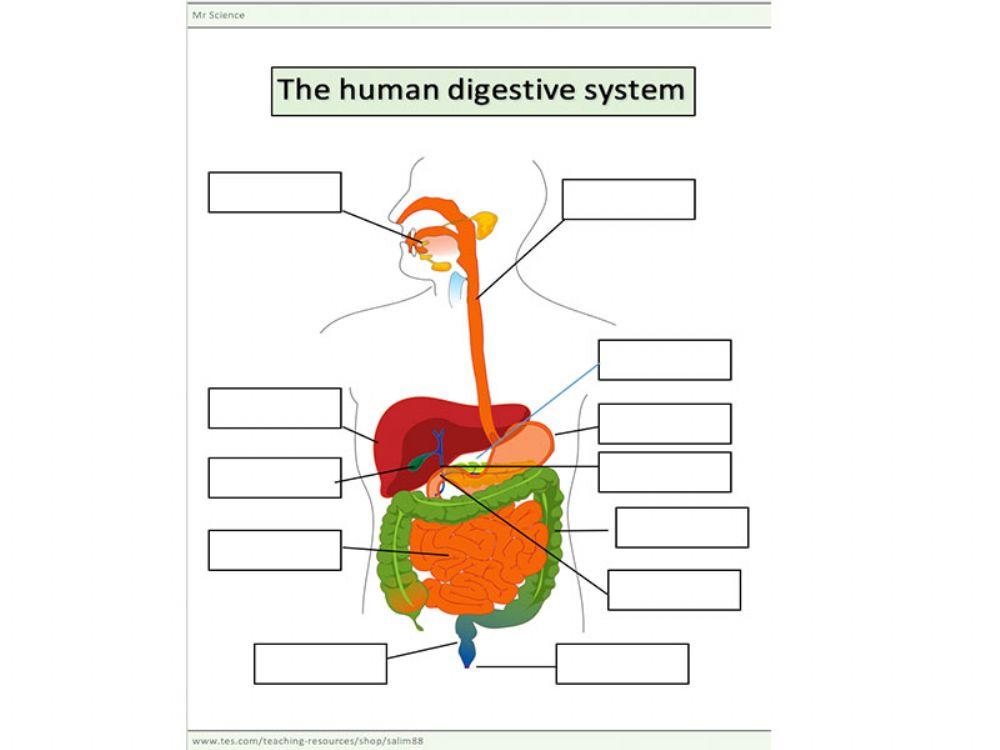 Sistem Pencernaan Manusia
