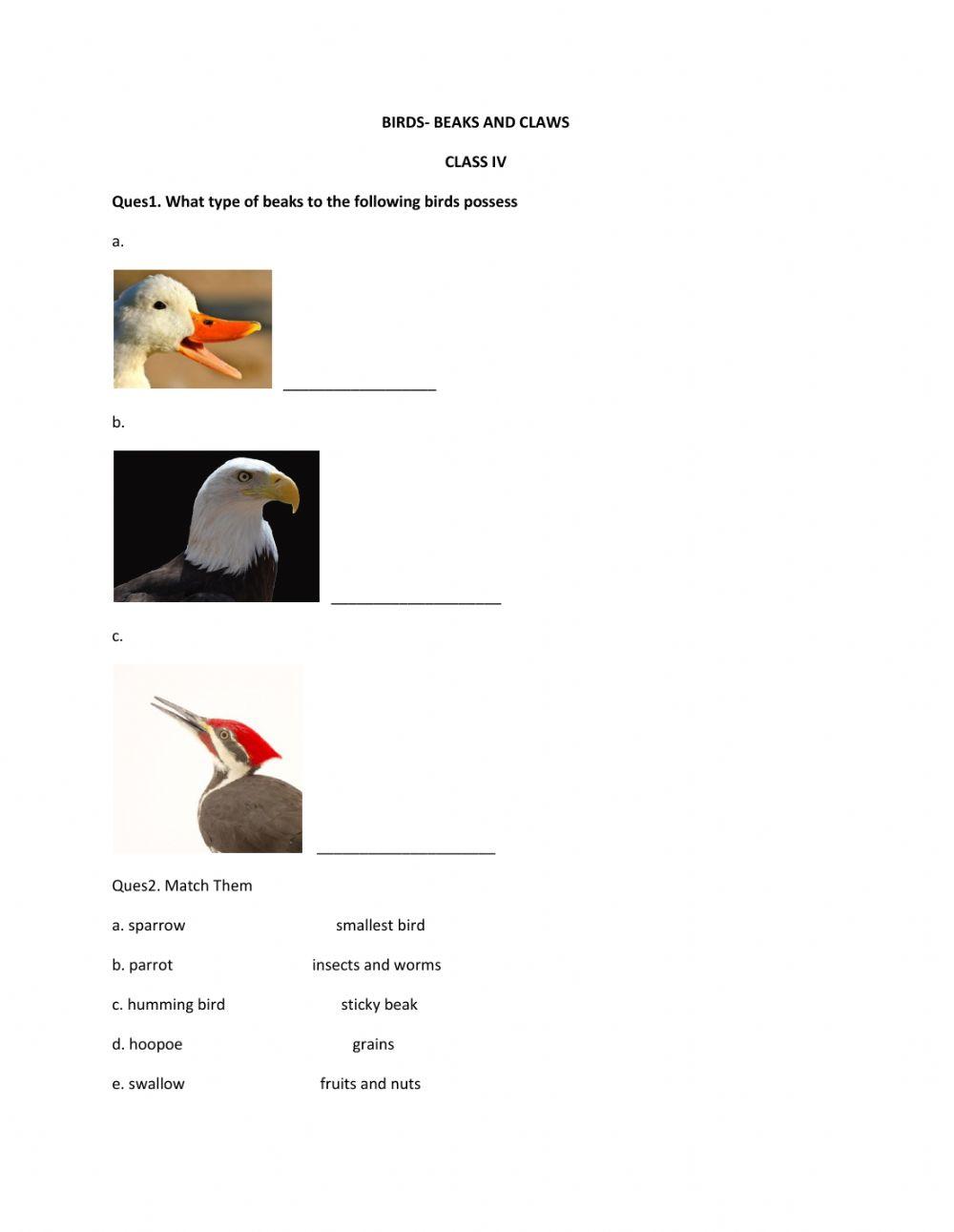 Birds Beaks and Claws interactive worksheet Live Worksheets