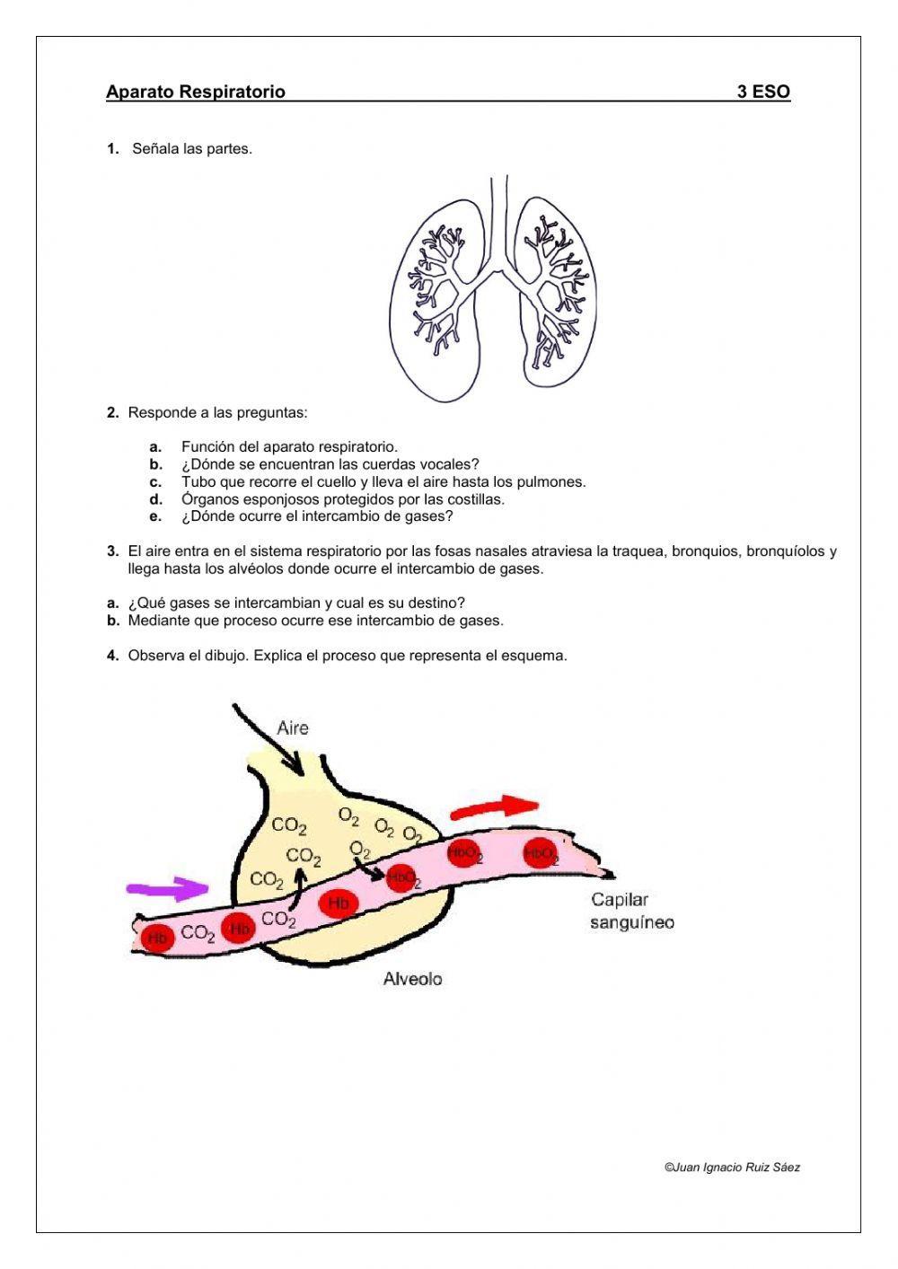 Aparato respiratorio