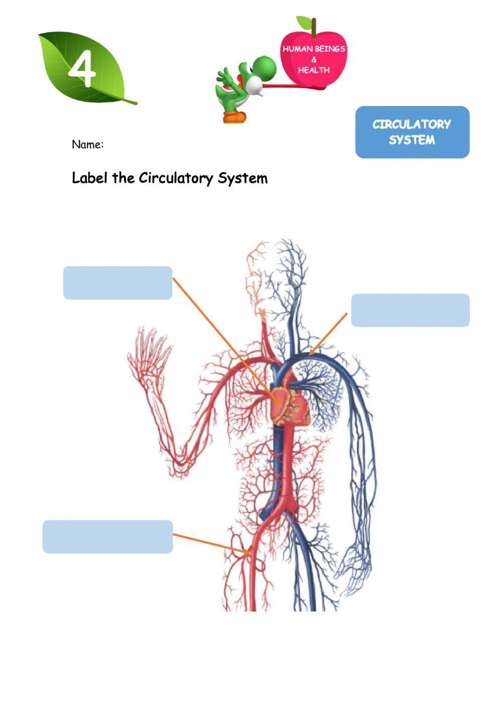 Circulatory System online pdf worksheet Live Worksheets