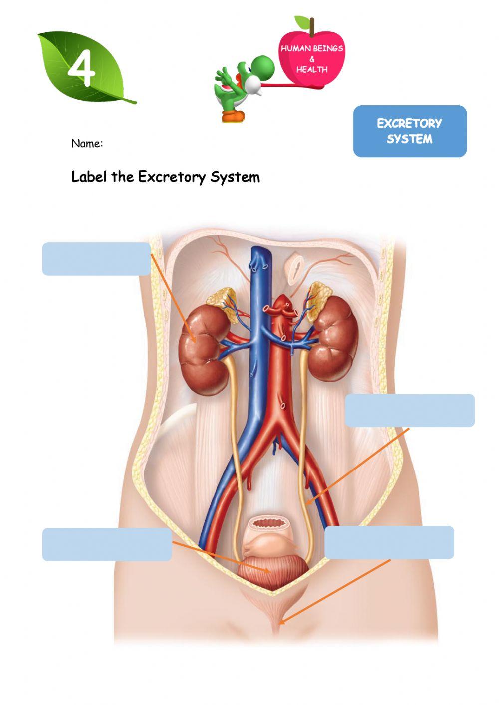 Excretory System