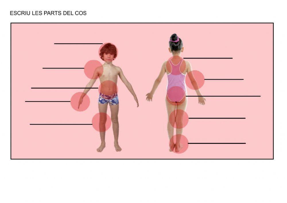 Parts del cos