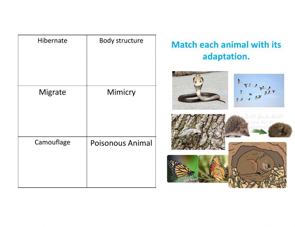 Animals adaptations