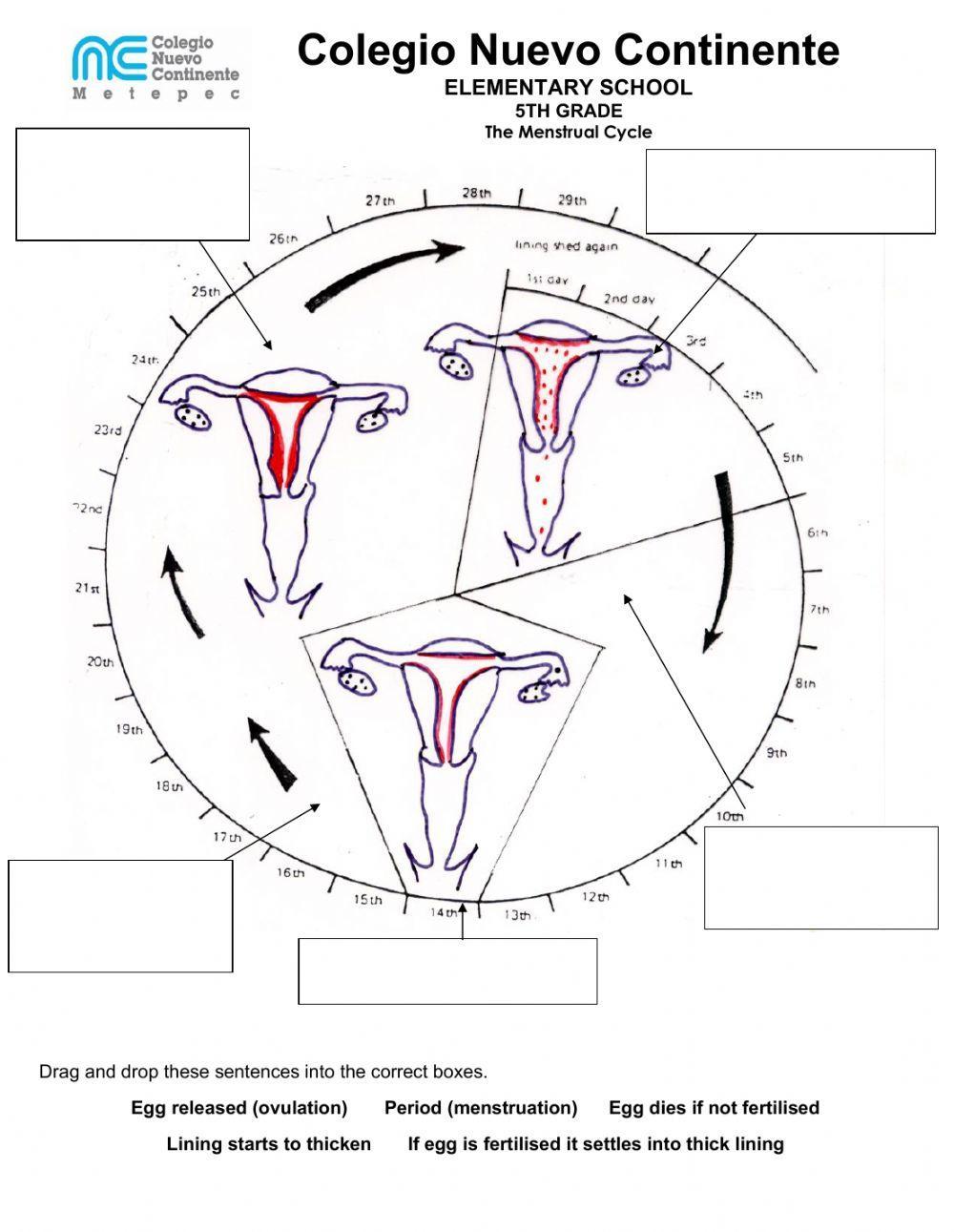 Menstrual Cycle Menstrual Cycle