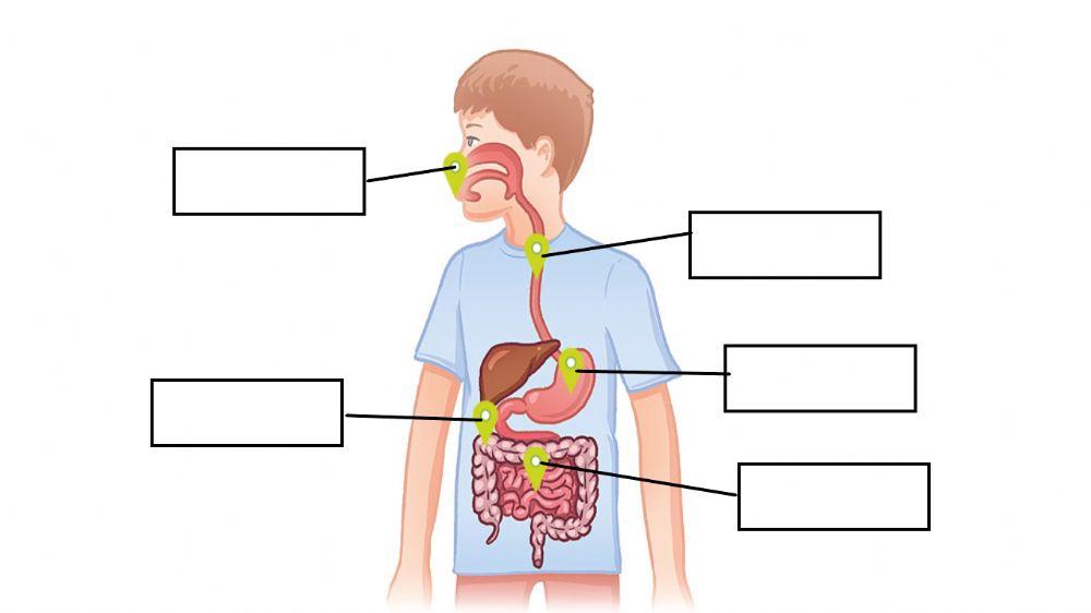 Digestive system