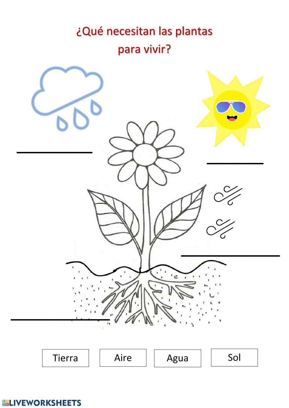 Que necesita una planta para vivir