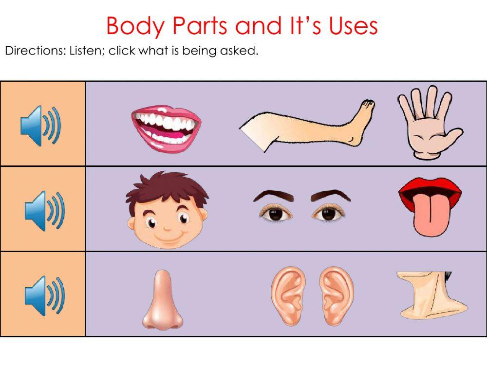 Body parts and it's uses