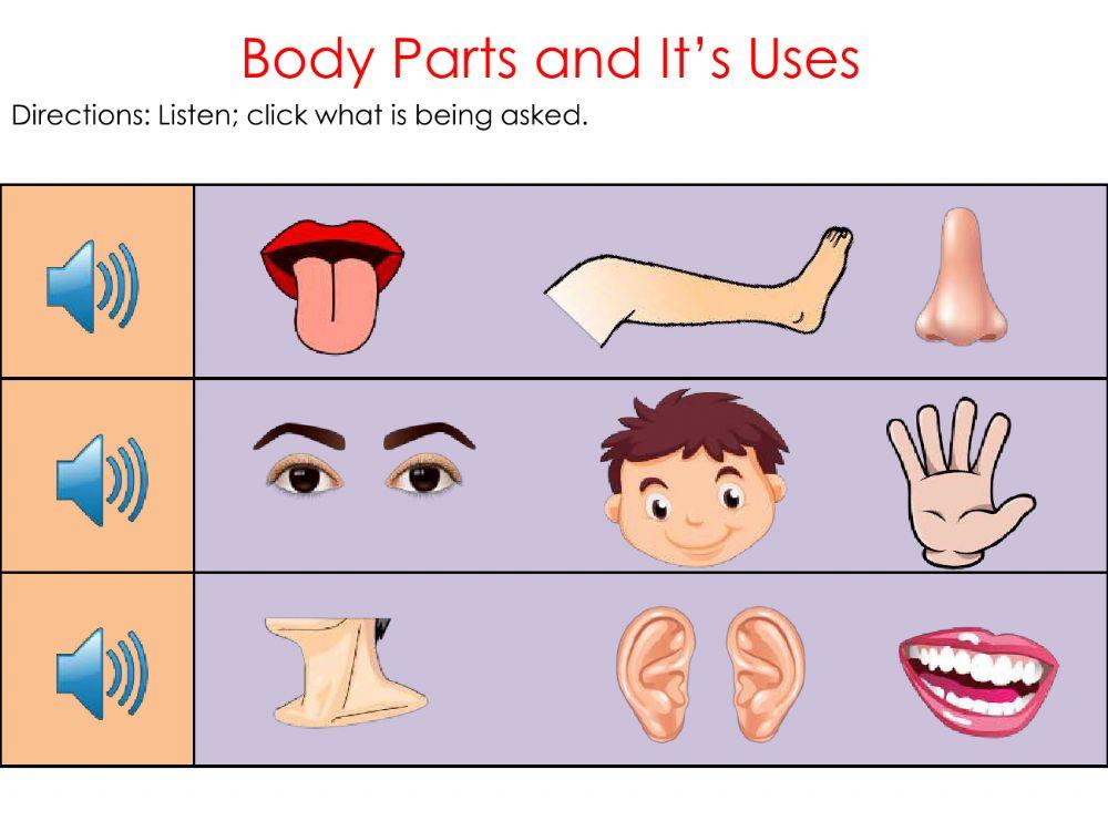 Body parts and it's uses