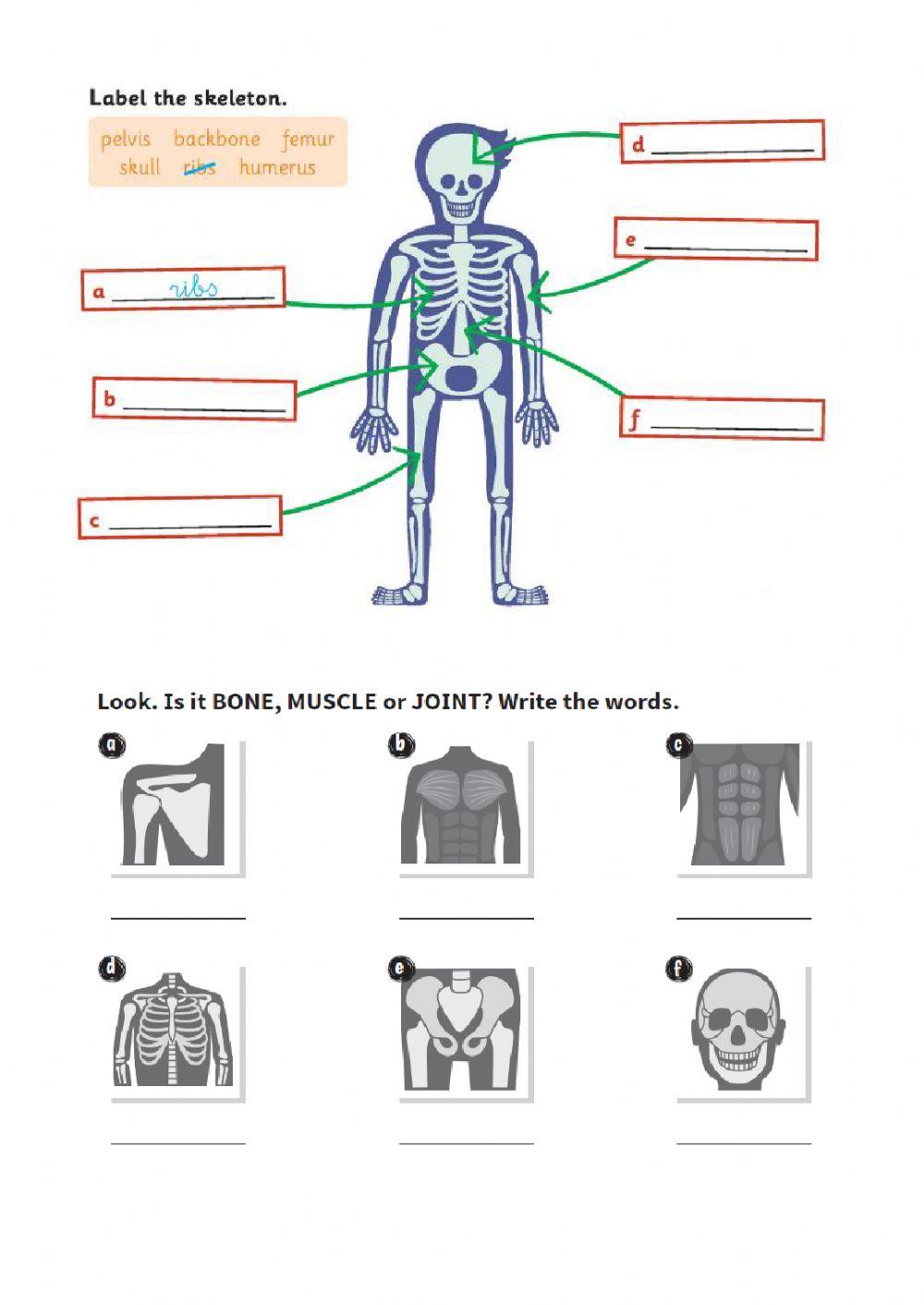 BONES, MUSCLES AND JOINTS REVIEW