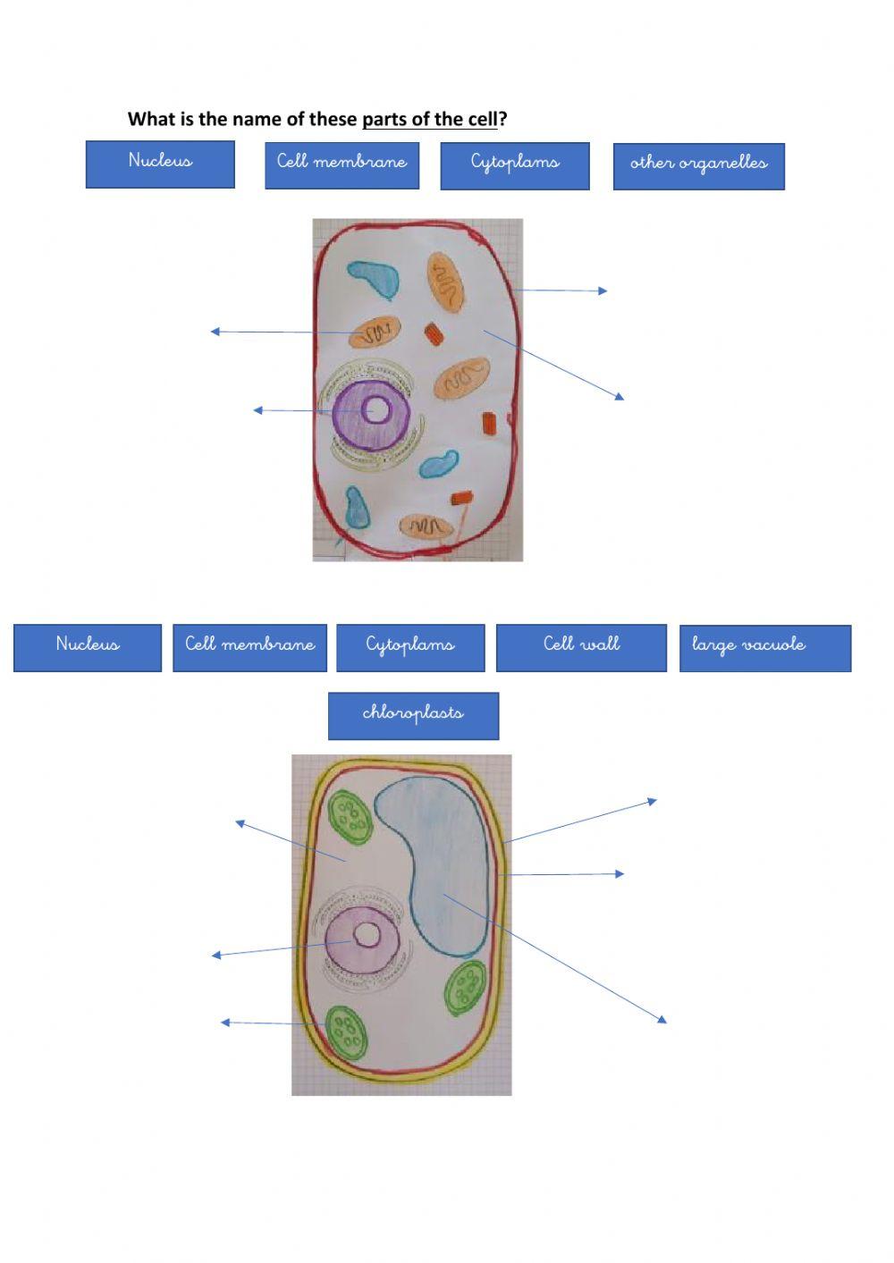 The organisation of living things